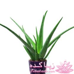 گیاهان آپارتمانی 